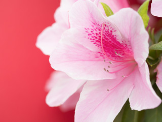 Obraz premium ツツジ 