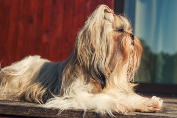 Shih tzu dog