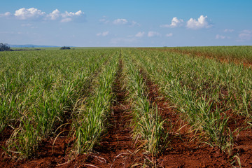 sugar cane plantation