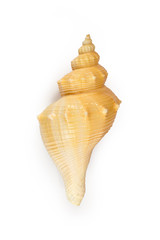 HEMIFUSUS TUBA CONCH Seashell isolated