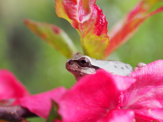 白いアマガエル