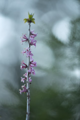 Blooming Daphne mezereum
