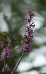 Blooming Daphne mezereum