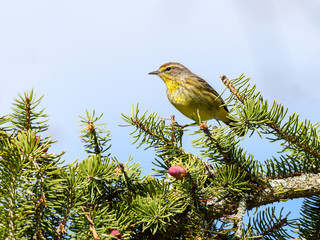 Palm Warbler 