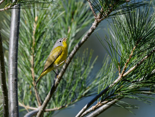 Nashville Warbler