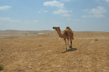 camel desert