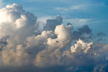 SOUTHERN, THAILAND: Wild birds in the sky with colorful clouds in SongKhla Province.