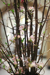 Fototapeta na wymiar Up close floral arrangement with small blossoms
