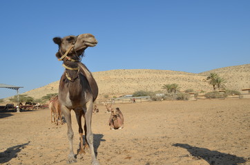 camel land
