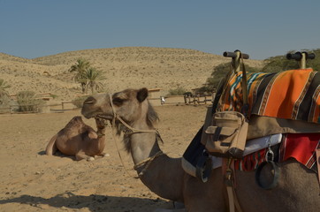 camel side