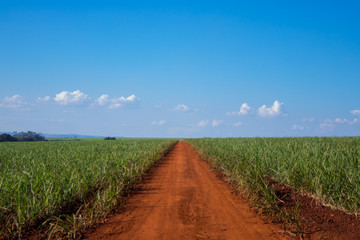Fototapeta na wymiar Sugar cane and road
