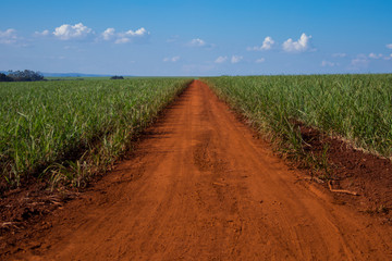 Sugar cane and road