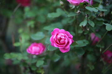 Bright Pink Roses