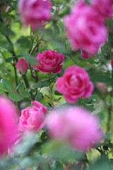 Bright Pink Roses