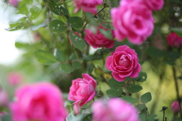 Bright Pink Roses
