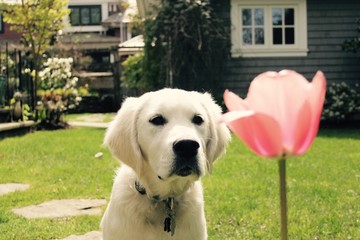 Dog and Flower