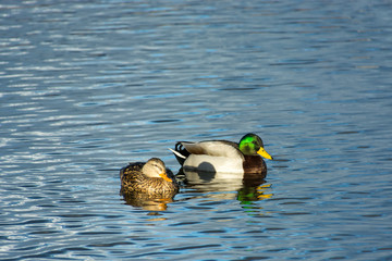 Pair of Ducks