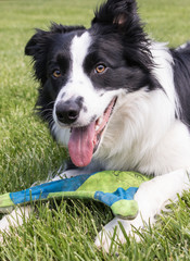 Border Collie with frisbee
