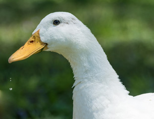 Pekin Duck with Green Background