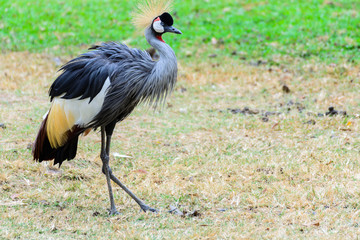 Grey crowned crane.
