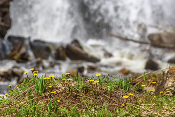 mother-and-stepmother yellow flowers waterfall spring