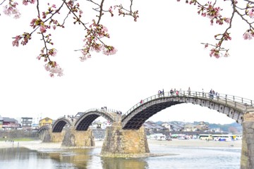 Kintaikyo Bridge During the Cherry Blossom Festival