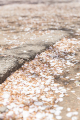 falling sakura petals