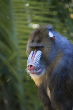 Unimpressed Mandrill