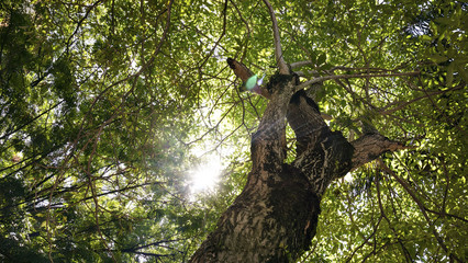 Ray of Light, taken from down angle of the tree