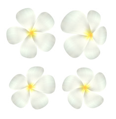 set of real white plumeria flower vector