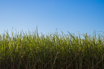 sugar cane plantation