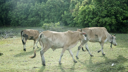 Cows grazing in a village