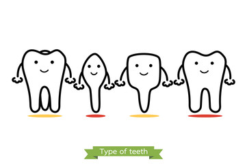 tooth type - incisor, canine, premolar, molar - cartoon vector outline style