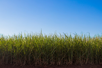sugar cane plantation