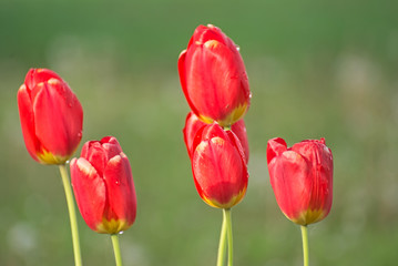 beautiful tulips on a field