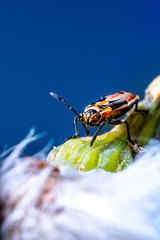 Abstract nature background of plant and insect