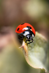 Abstract nature background of grass and ladybug 