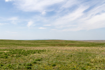 Fototapeta na wymiar Green steppe in the spring