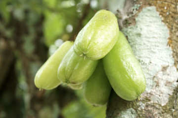 Bilimbi fruits on a tree branch