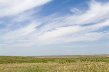 Green steppe on the expanses of Kazakhstan