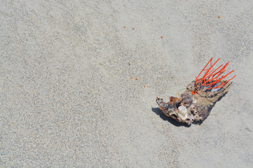 Gorgonian Orange Coral Sea Whip attached to a Pen Shell washed up on Indian Rocks Beach, Gulf of Mexico, Florida.