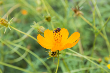bloom yellow flower in park