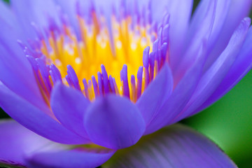 Macro pollen of purple lotus ( Nymphaea Nouchali ) , Beautiful flower inThailand