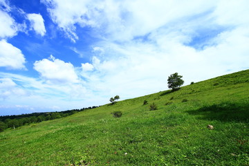 広大な牧草地