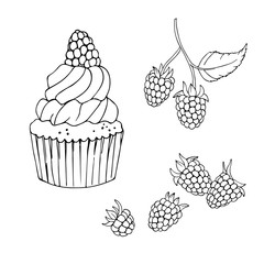 vector contour illustration of raspberry cupcake