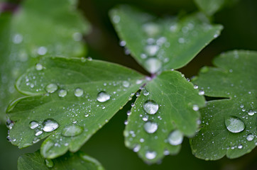 Krysztalki wody na zielonych lisciach