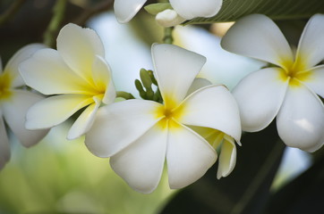 Flower and Gardening in nature.

