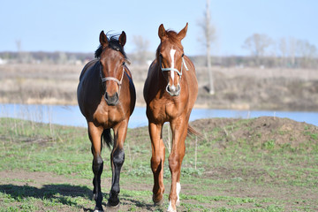 Fototapeta premium Horses at the farm