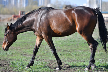 Obraz premium Horses at the farm