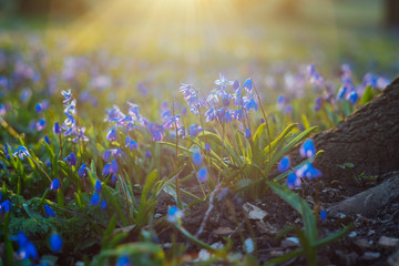 Scilla siberica or wood squill flowers against sunlight - obrazy, fototapety, plakaty
